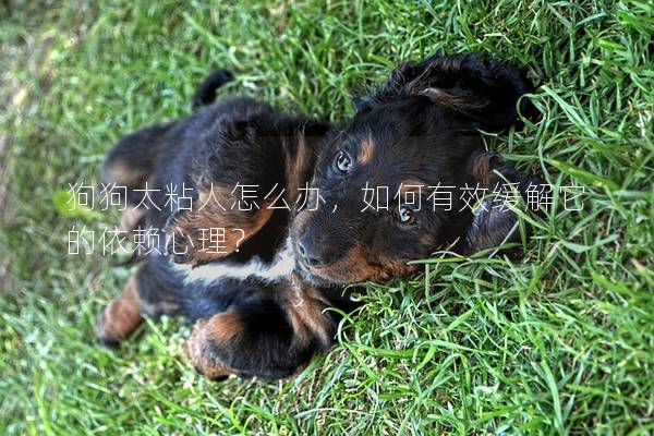 狗狗太粘人怎么办，如何有效缓解它的依赖心理？