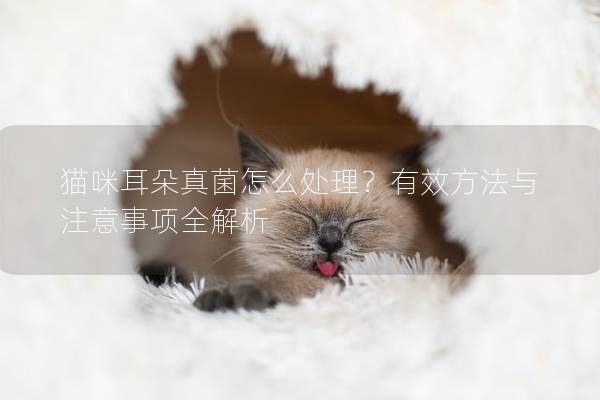 猫咪耳朵真菌怎么处理？有效方法与注意事项全解析