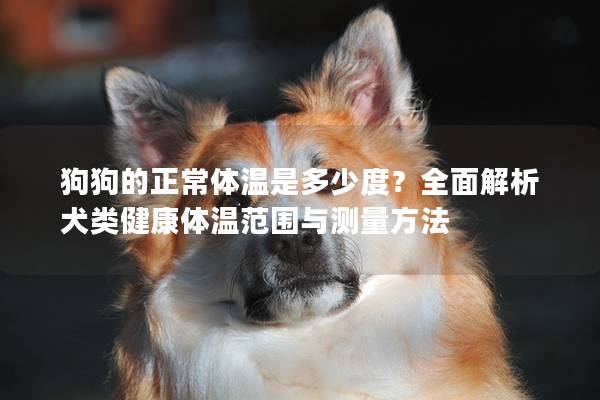狗狗的正常体温是多少度？全面解析犬类健康体温范围与测量方法