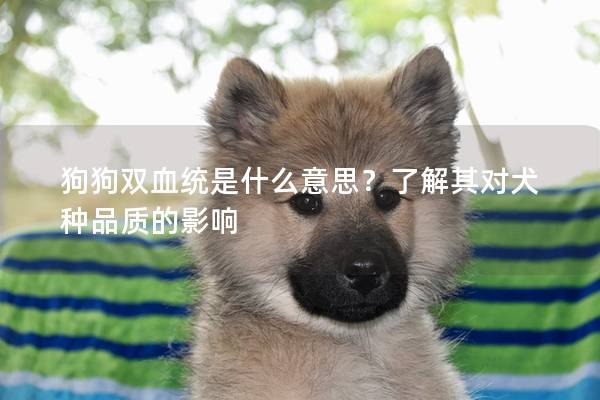 狗狗双血统是什么意思？了解其对犬种品质的影响