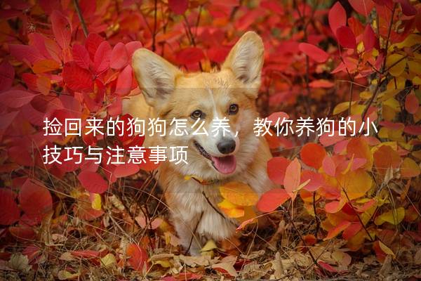 捡回来的狗狗怎么养，教你养狗的小技巧与注意事项