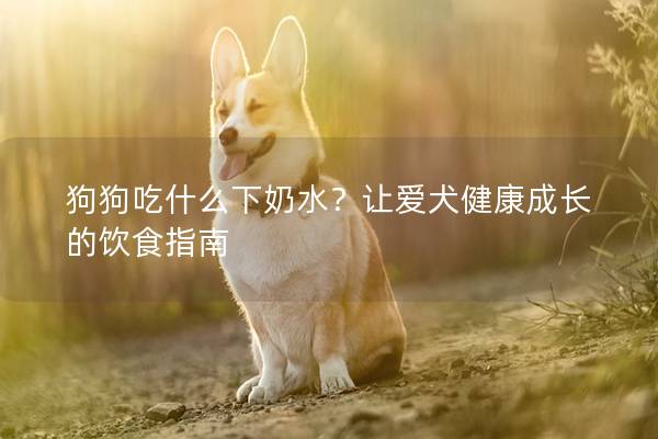 狗狗吃什么下奶水？让爱犬健康成长的饮食指南