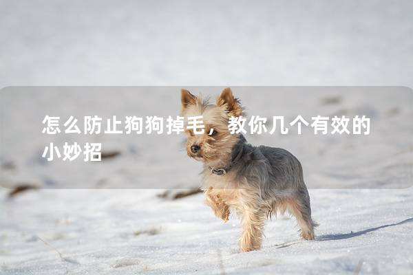 怎么防止狗狗掉毛，教你几个有效的小妙招