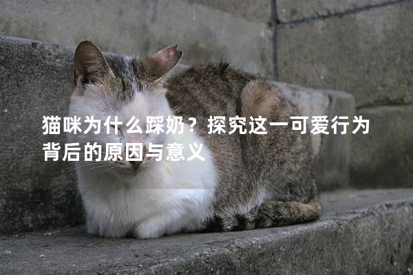 猫咪为什么踩奶？探究这一可爱行为背后的原因与意义
