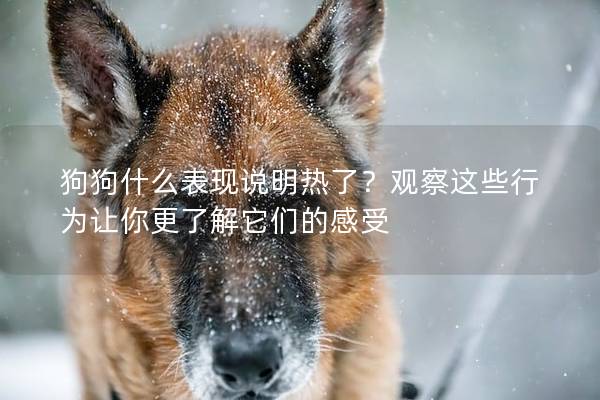狗狗什么表现说明热了？观察这些行为让你更了解它们的感受