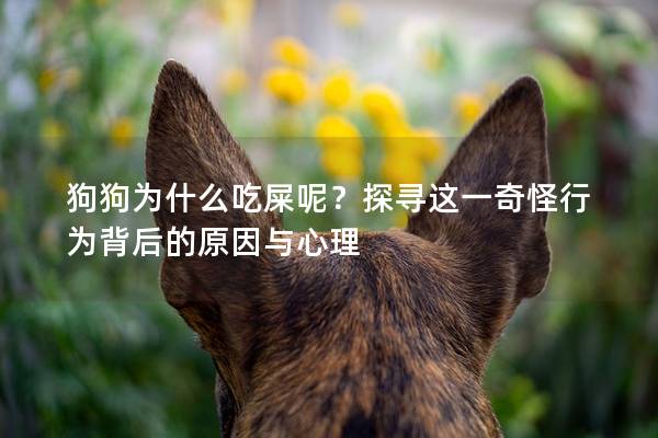 狗狗为什么吃屎呢？探寻这一奇怪行为背后的原因与心理