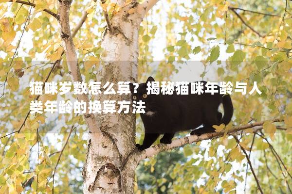 猫咪岁数怎么算？揭秘猫咪年龄与人类年龄的换算方法