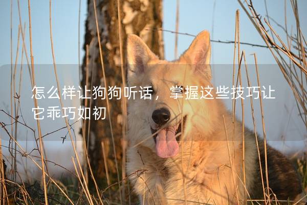 怎么样让狗狗听话，掌握这些技巧让它乖巧如初