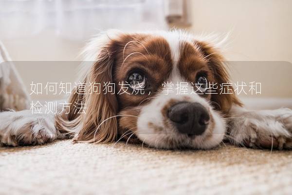 如何知道狗狗发烧，掌握这些症状和检测方法