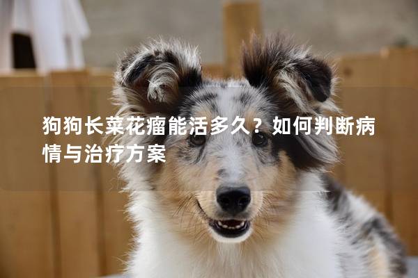 狗狗长菜花瘤能活多久？如何判断病情与治疗方案