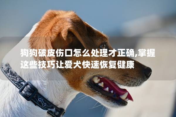 狗狗破皮伤口怎么处理才正确,掌握这些技巧让爱犬快速恢复健康