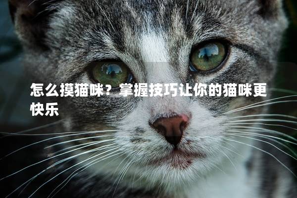 怎么摸猫咪？掌握技巧让你的猫咪更快乐