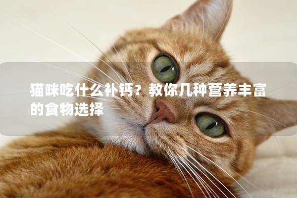 猫咪吃什么补钙？教你几种营养丰富的食物选择