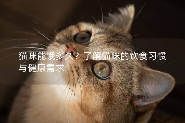 猫咪能饿多久？了解猫咪的饮食习惯与健康需求