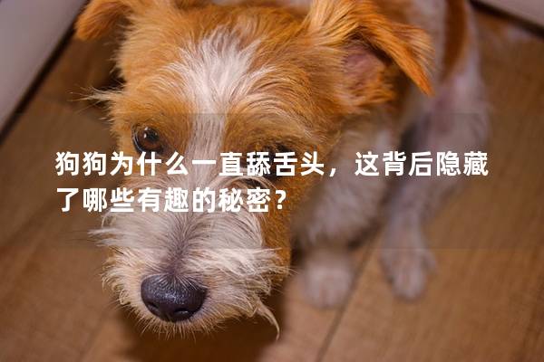 狗狗为什么一直舔舌头，这背后隐藏了哪些有趣的秘密？