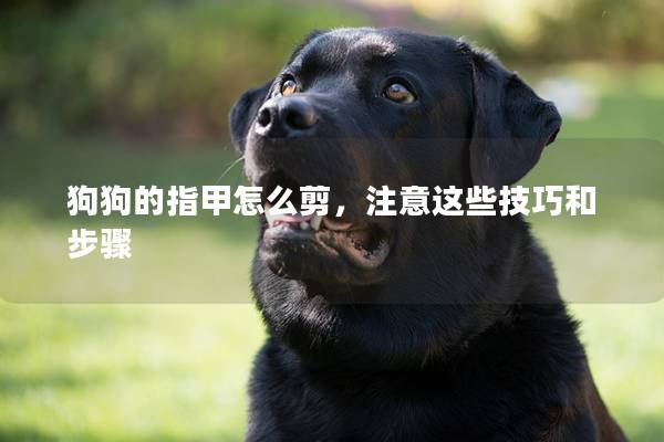 狗狗的指甲怎么剪，注意这些技巧和步骤
