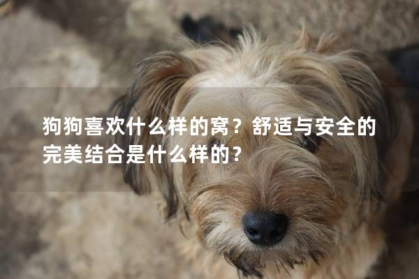 狗狗喜欢什么样的窝？舒适与安全的完美结合是什么样的？