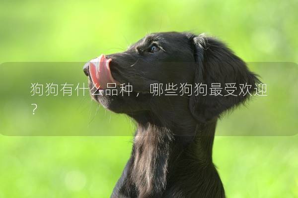 狗狗有什么品种，哪些狗狗最受欢迎？