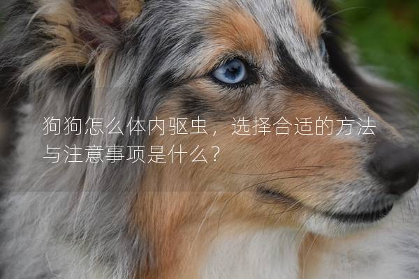 狗狗怎么体内驱虫，选择合适的方法与注意事项是什么？