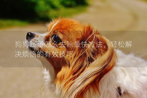 狗狗跳蚤怎么去除最快方法，轻松解决烦恼的有效技巧