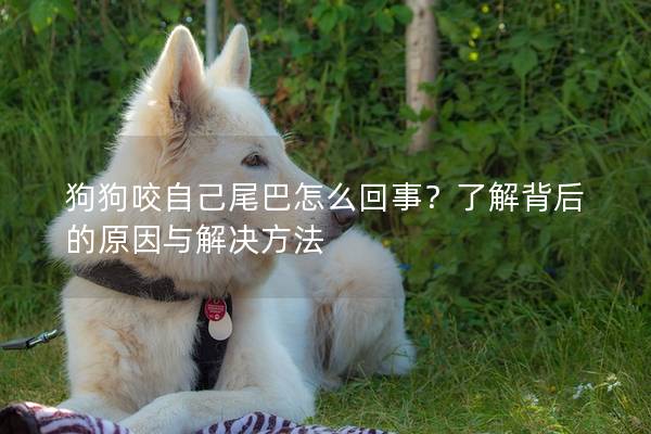 狗狗咬自己尾巴怎么回事？了解背后的原因与解决方法