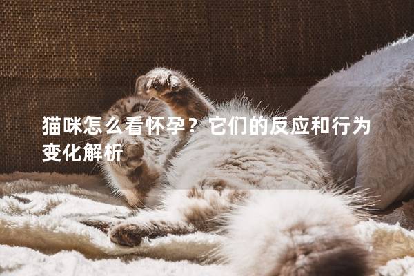猫咪怎么看怀孕？它们的反应和行为变化解析