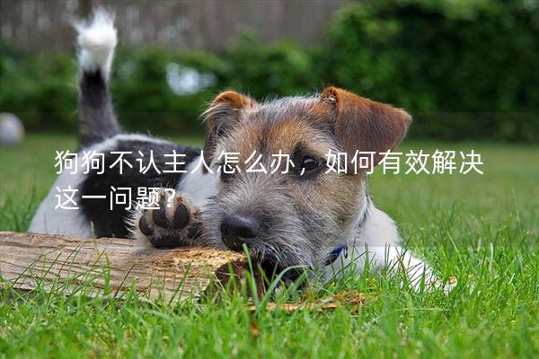 狗狗不认主人怎么办，如何有效解决这一问题？