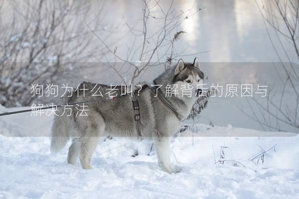 狗狗为什么老叫？了解背后的原因与解决方法