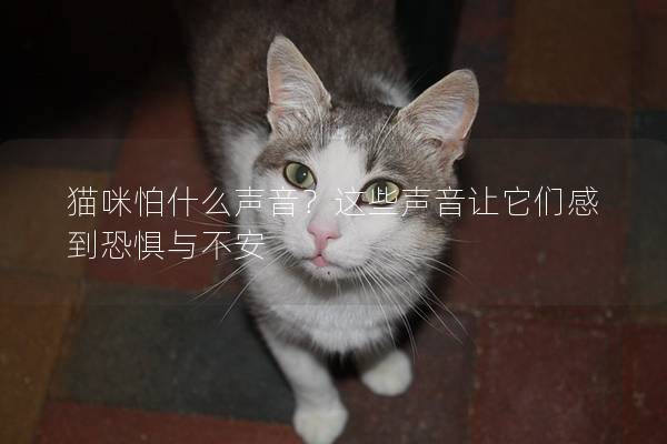 猫咪怕什么声音？这些声音让它们感到恐惧与不安