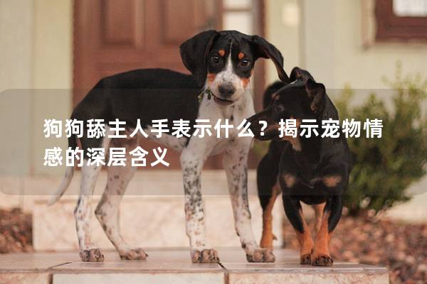 狗狗舔主人手表示什么？揭示宠物情感的深层含义