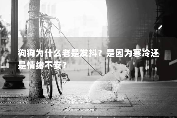 狗狗为什么老是发抖？是因为寒冷还是情绪不安？