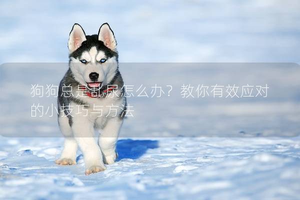 狗狗总是乱尿怎么办？教你有效应对的小技巧与方法