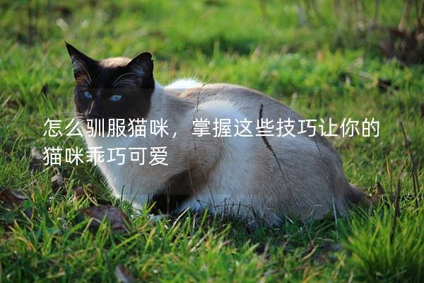 怎么驯服猫咪，掌握这些技巧让你的猫咪乖巧可爱