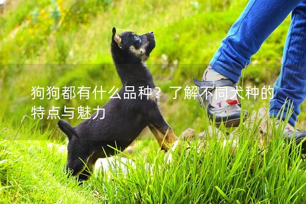 狗狗都有什么品种？了解不同犬种的特点与魅力