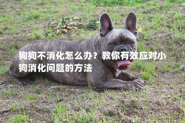 狗狗不消化怎么办？教你有效应对小狗消化问题的方法