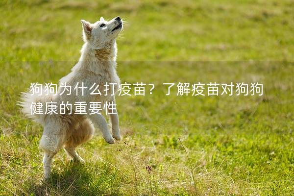 狗狗为什么打疫苗？了解疫苗对狗狗健康的重要性