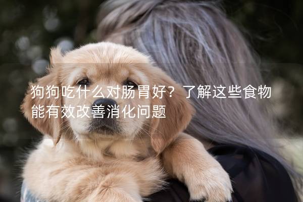 狗狗吃什么对肠胃好？了解这些食物能有效改善消化问题