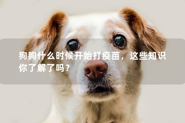 狗狗什么时候开始打疫苗，这些知识你了解了吗？