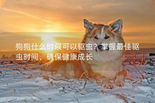 狗狗什么时候可以驱虫？掌握最佳驱虫时间，确保健康成长