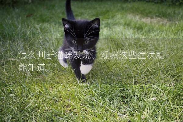 怎么判断猫咪发烧，观察这些症状就能知道