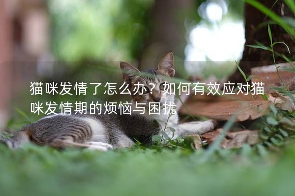 猫咪发情了怎么办？如何有效应对猫咪发情期的烦恼与困扰