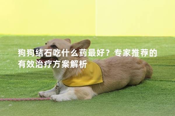 狗狗结石吃什么药最好？专家推荐的有效治疗方案解析