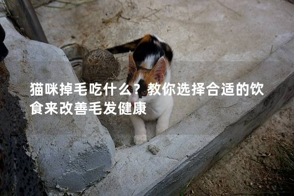 猫咪掉毛吃什么？教你选择合适的饮食来改善毛发健康