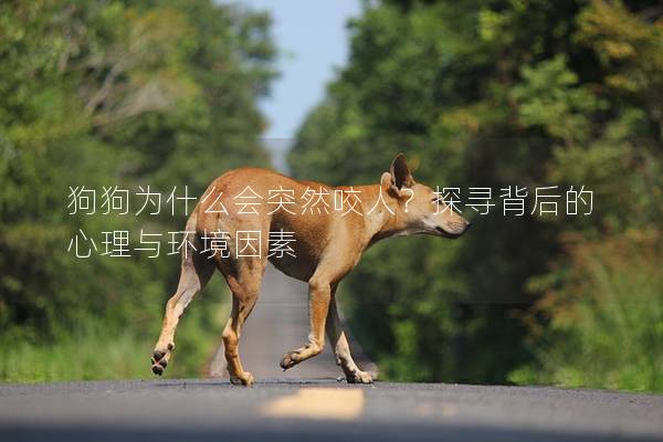 狗狗为什么会突然咬人？探寻背后的心理与环境因素