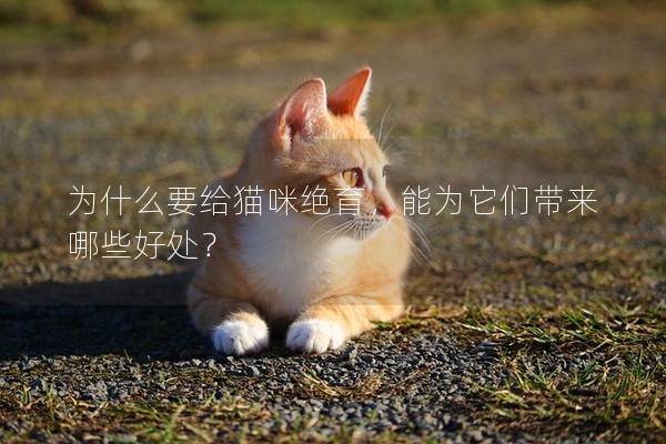 为什么要给猫咪绝育，能为它们带来哪些好处？