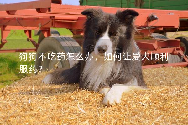 狗狗不吃药怎么办，如何让爱犬顺利服药？