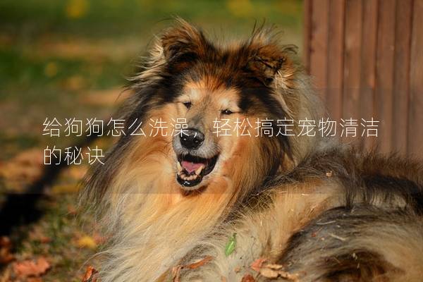 给狗狗怎么洗澡，轻松搞定宠物清洁的秘诀