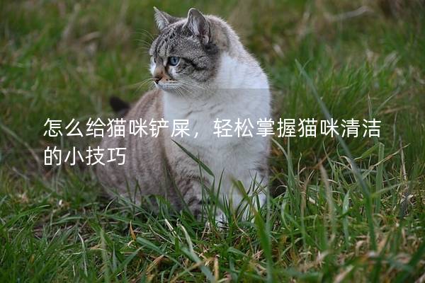 怎么给猫咪铲屎，轻松掌握猫咪清洁的小技巧