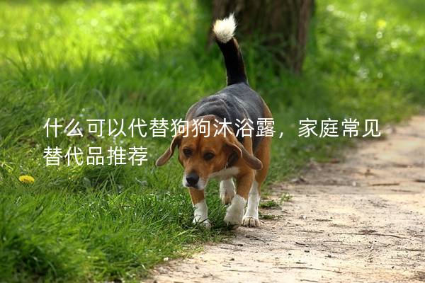 什么可以代替狗狗沐浴露，家庭常见替代品推荐