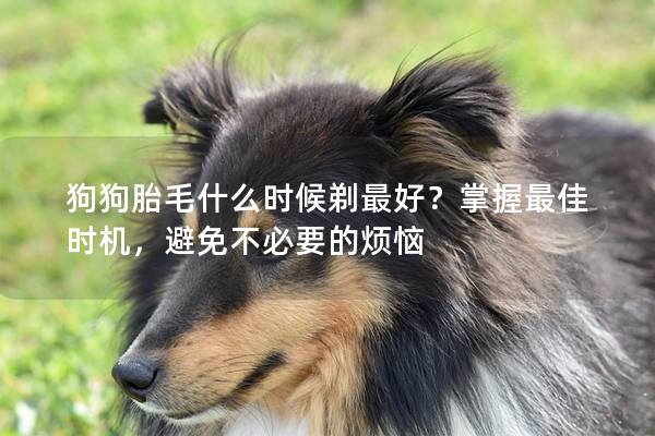 狗狗胎毛什么时候剃最好？掌握最佳时机，避免不必要的烦恼
